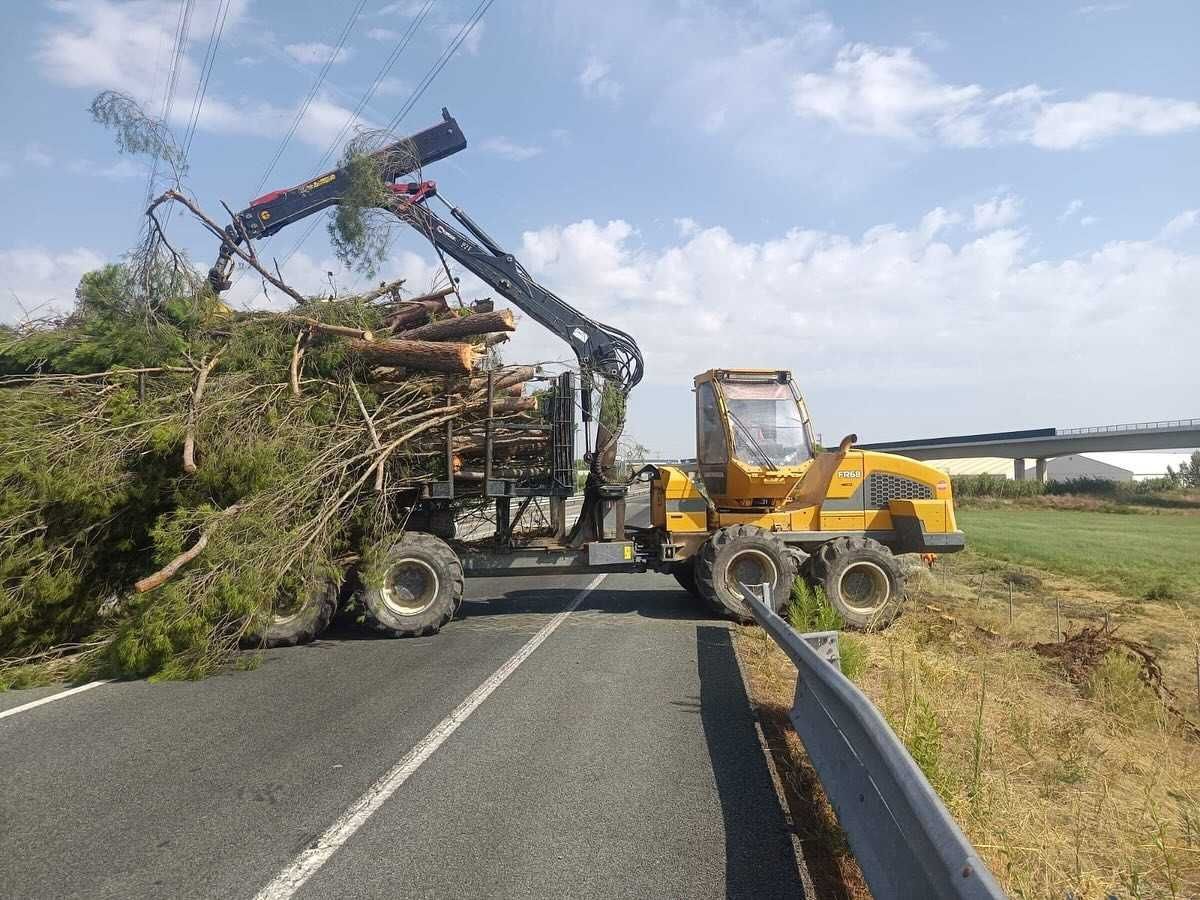 Vehículo maderero amarillo cargando troncos en un remolque al costado de una carretera.