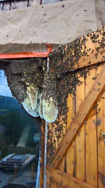 Essaim d'abeilles sur volet