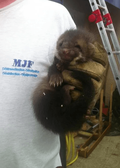 Bébé fouine attrapé