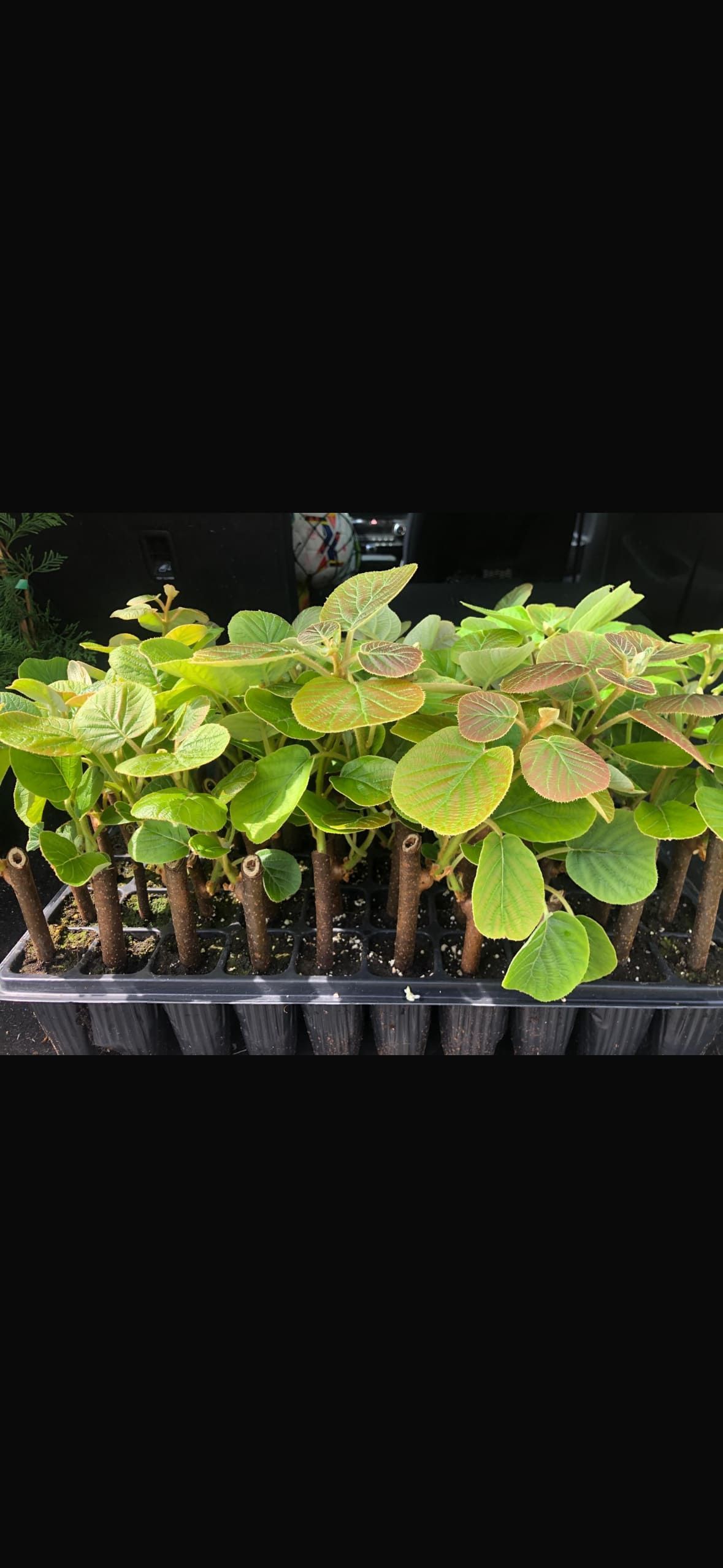 Plántulas en bandeja negra, con hojas verdes y tallos marrones.