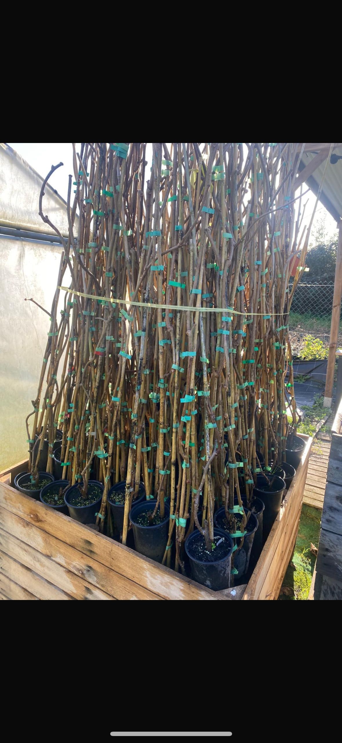 Una caja de madera llena de numerosas plantas jóvenes