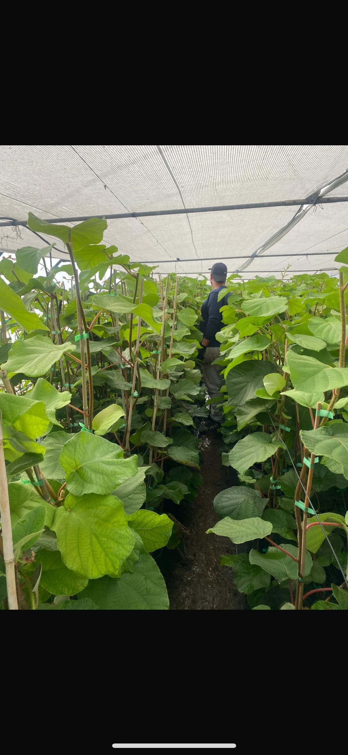 Persona atendiendo una plantación