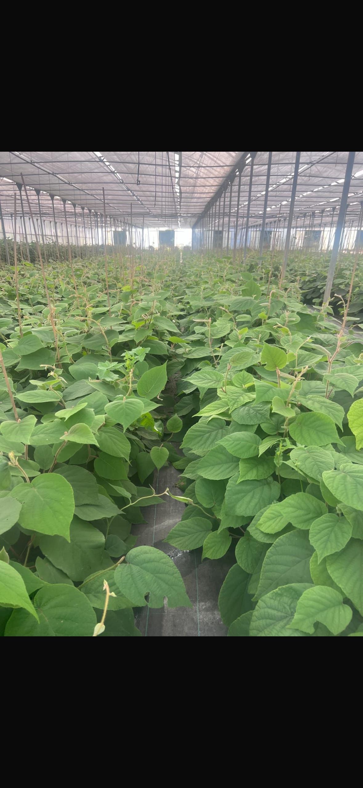 Un gran invernadero lleno de hileras de plantas verdes, posiblemente un cultivo.