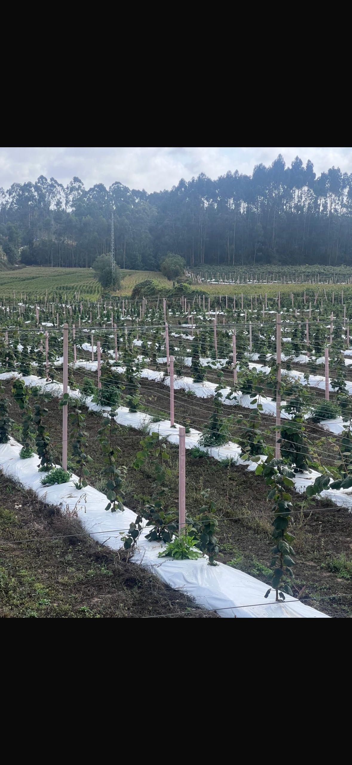 Un campo de hileras de cultivos, cubierto de tela blanca, tiene estacas de madera. Bosque al fondo. Cielo nublado.