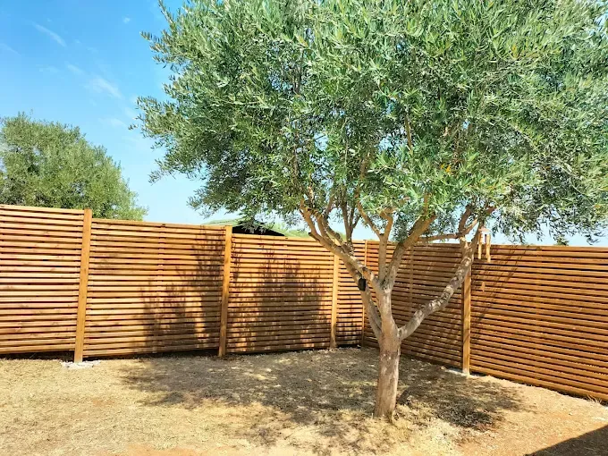 Un olivier dans une cour devant une clôture moderne en lattes de bois horizontales.