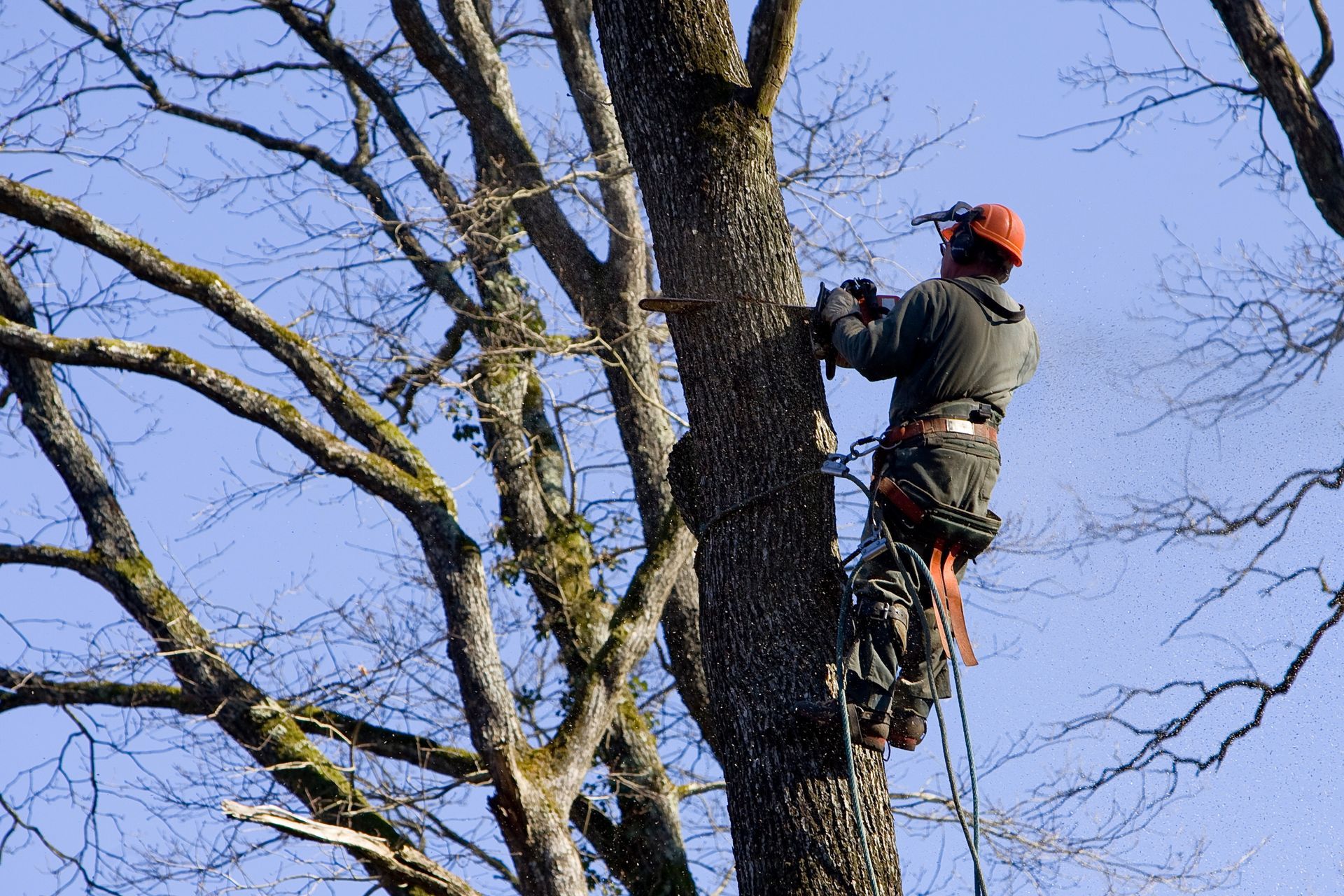 Un arboriste en tenue de protection, grimpe à un arbre et utilise une tronçonneuse pour élaguer des branches.