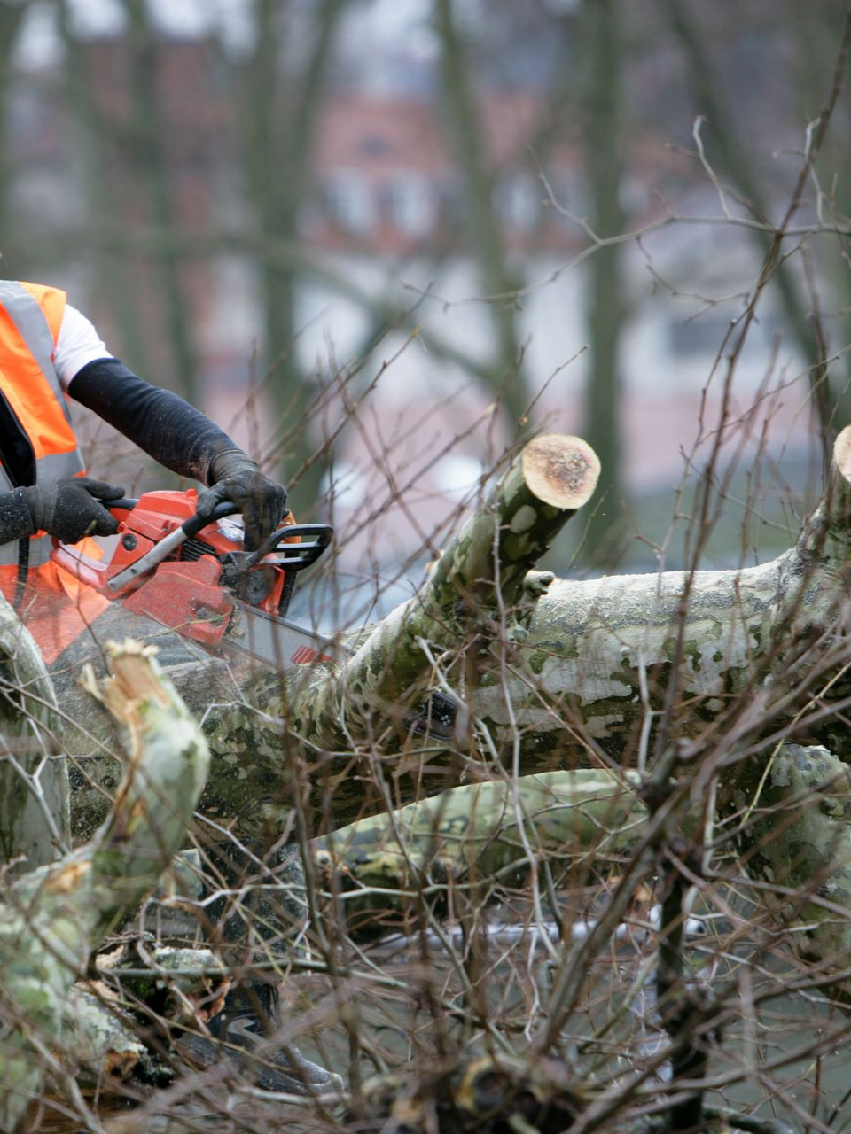 Un ouvrier en gilet de sécurité orange utilise une tronçonneuse pour couper des branches d'arbre.