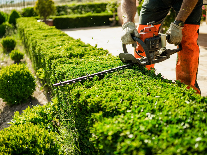 Une personne en tenue de travail utilise un taille-haie pour tailler une haute haie dans un jardin.