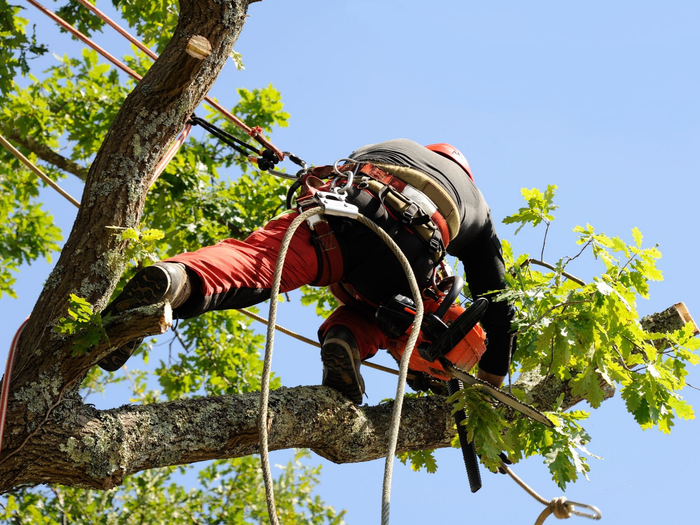 Un arboriste en tenue de protection grimpe à un arbre, une tronçonneuse à la main.