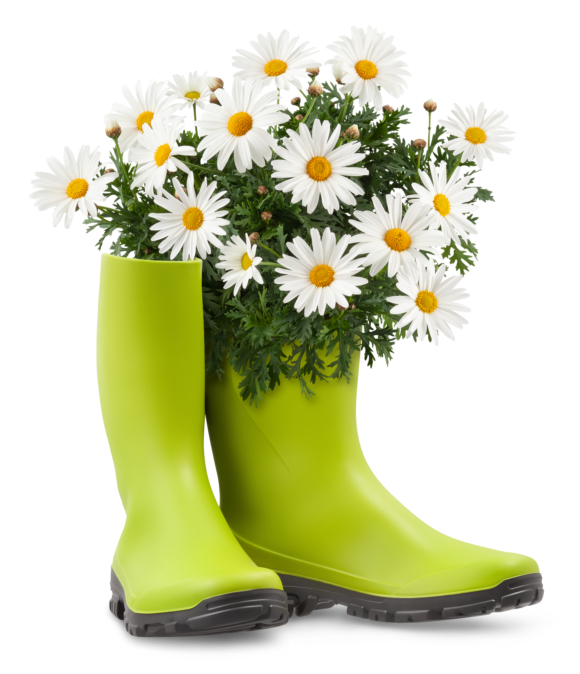 Une paire de bottes vert citron débordant d'un bouquet de marguerites blanches.