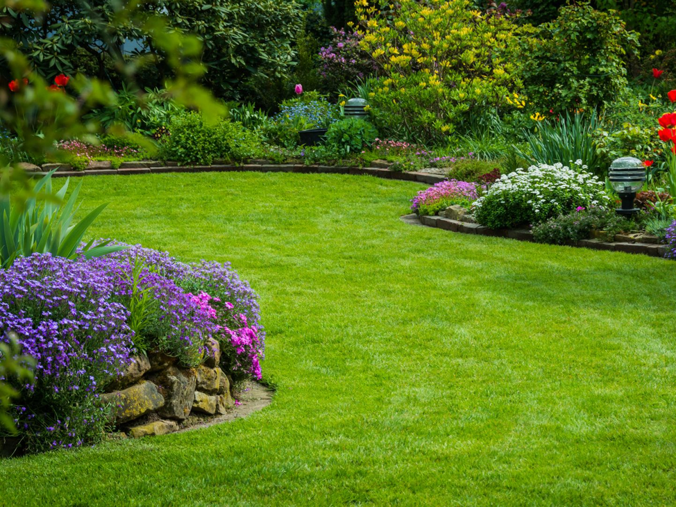 Dans un jardin ensoleillé, une pelouse d'un vert luxuriant entoure un parterre de fleurs.