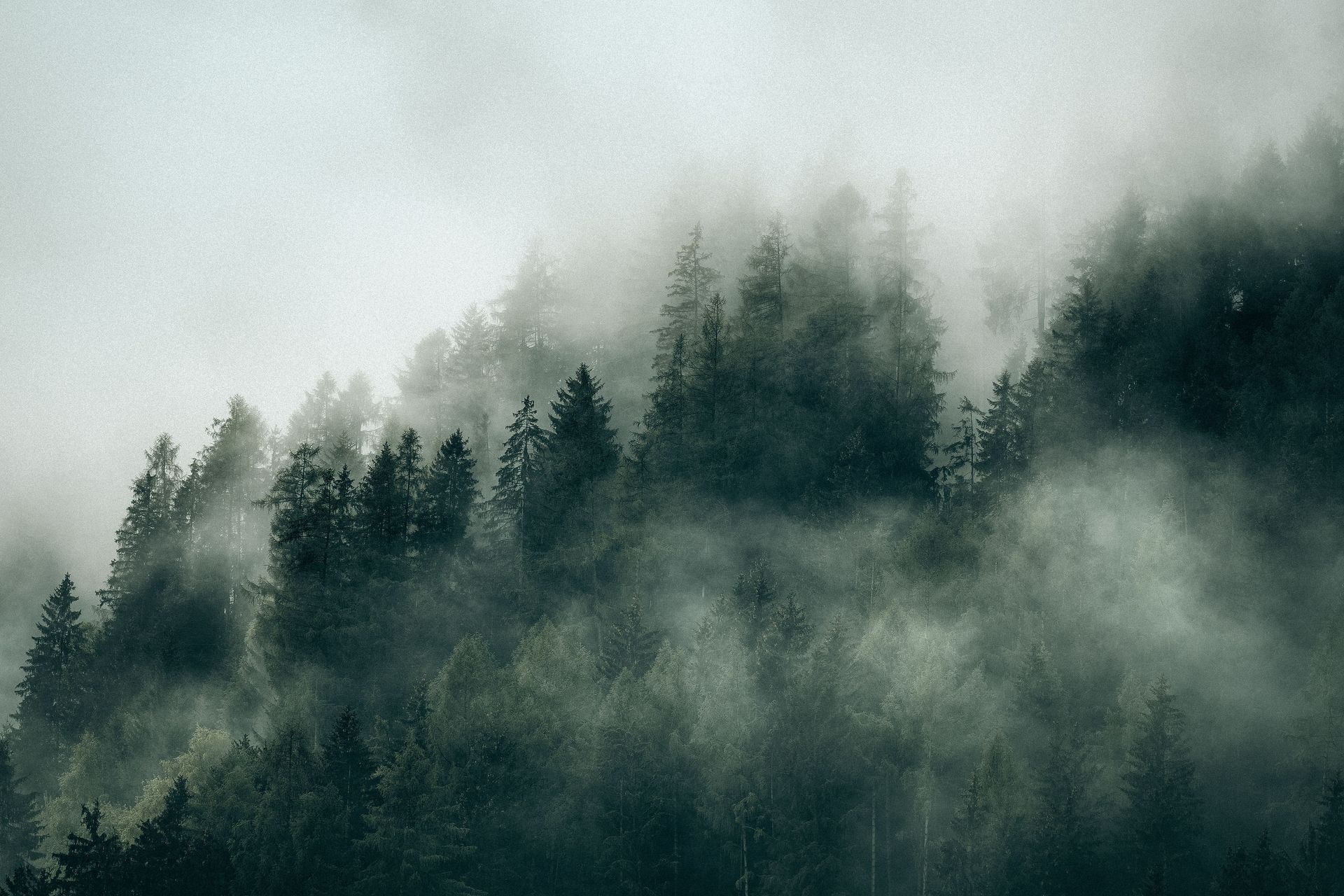a forest in fog symbolising neurodivergence as an invisible disability