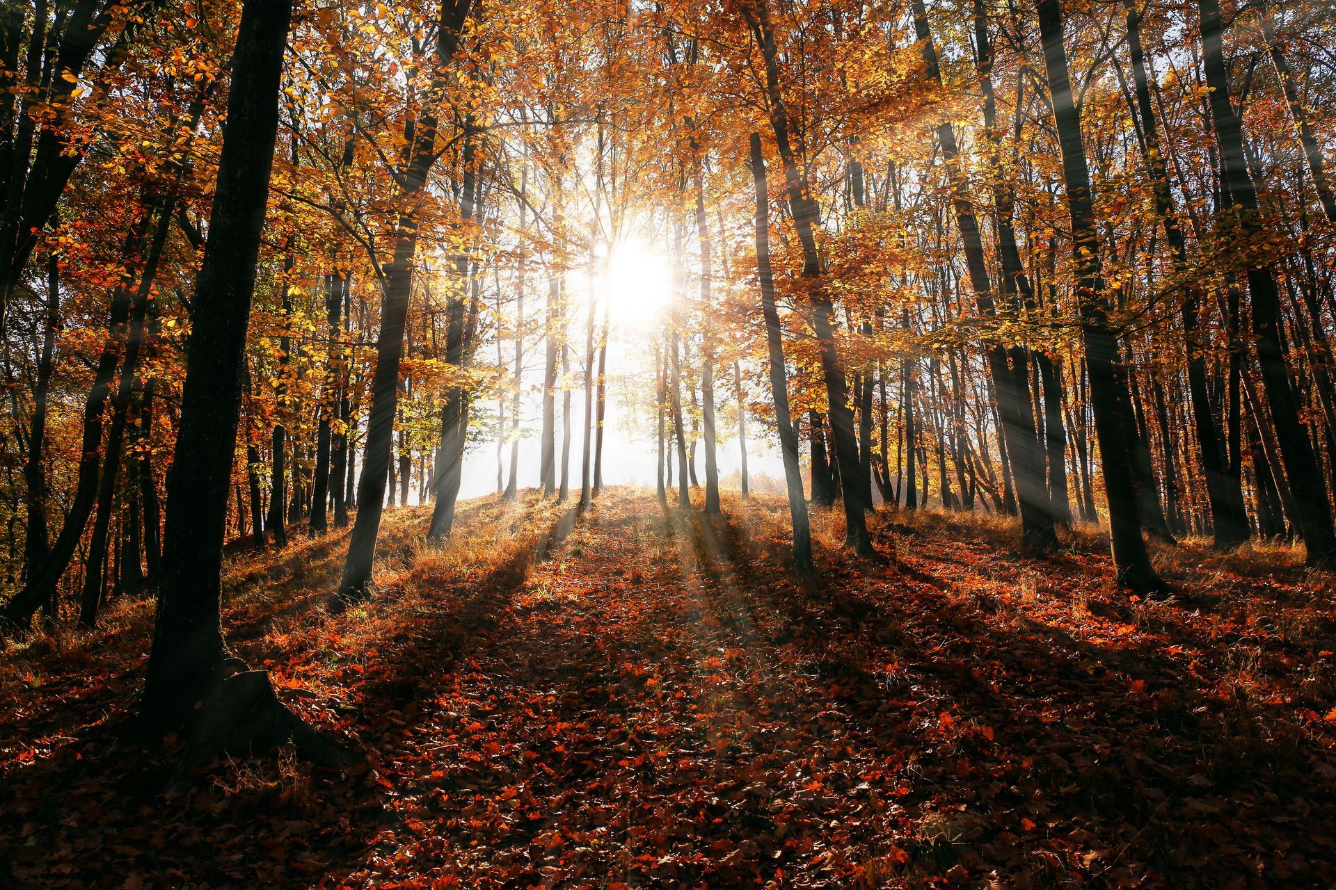 an autumn forest in full colour symbolising neurodivergence when it is finally seen