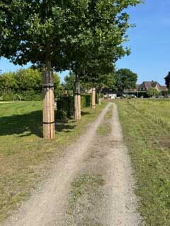 Feldweg, gesäumt von Bäumen mit Schutzhüllen; grünes Gras, blauer Himmel, Häuser in der Ferne.