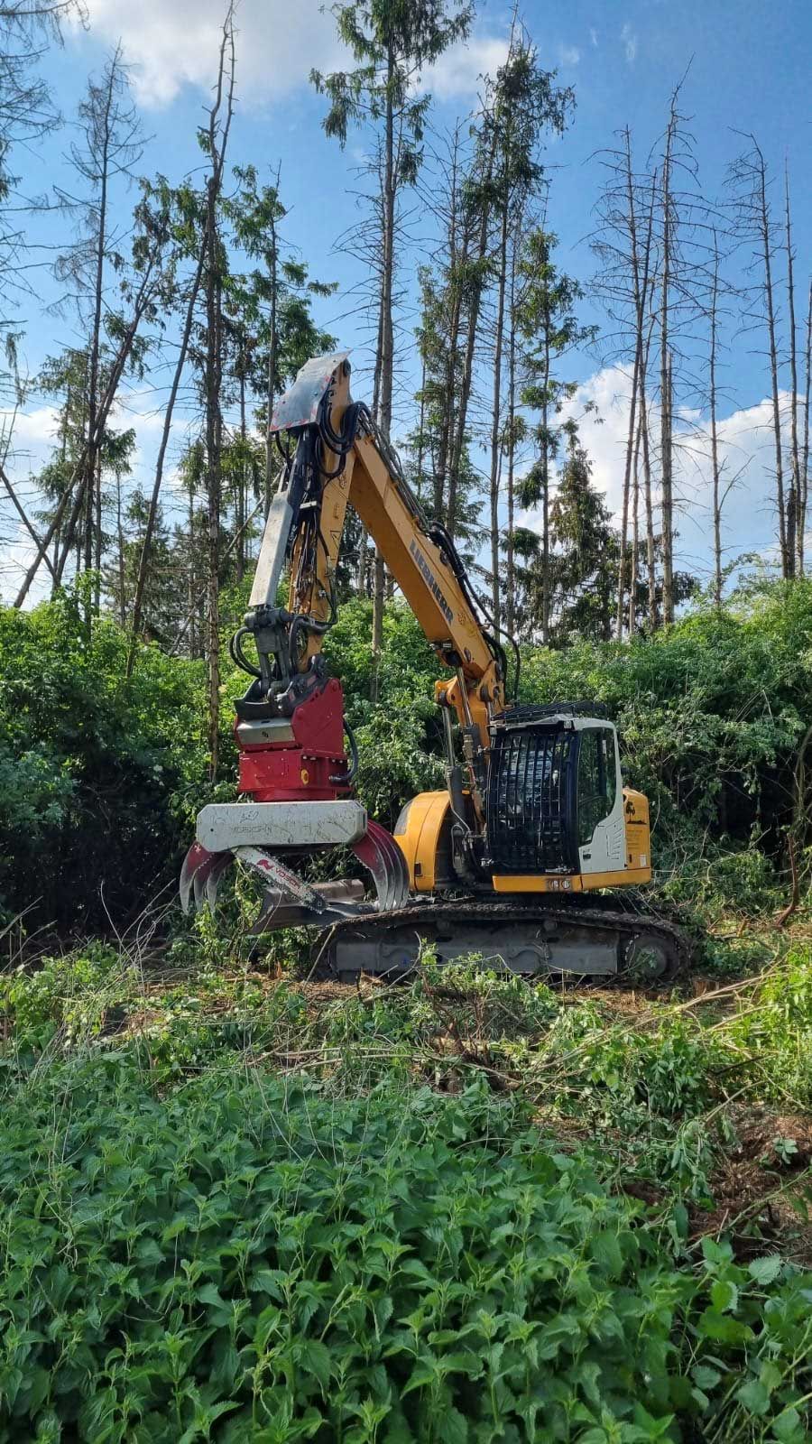 Ein gelber Bagger fällt an einem sonnigen Tag Bäume in einem Wald.