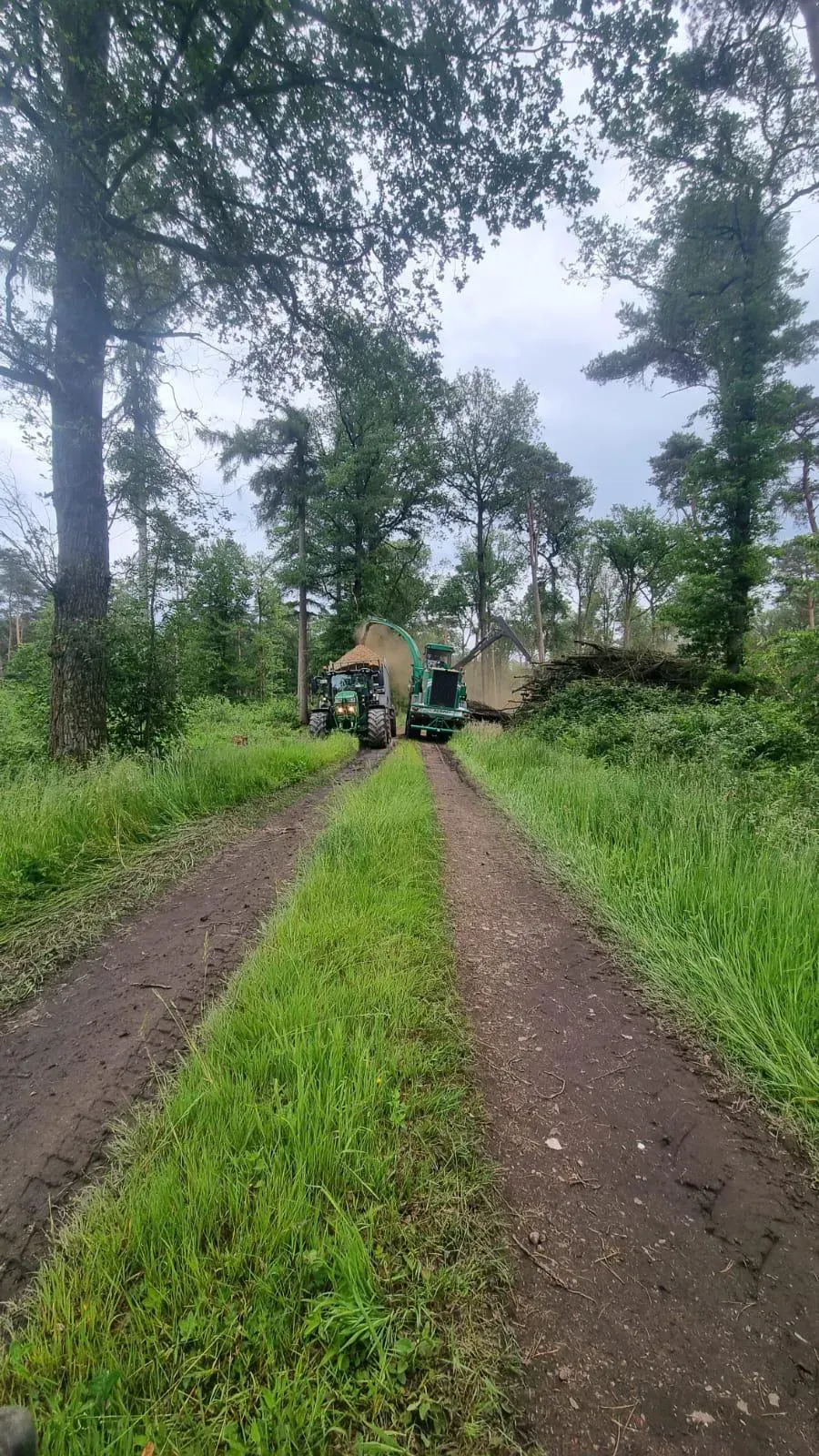 Eine unbefestigte Straße, die durch eine Wiese mit Bäumen auf beiden Seiten führt.