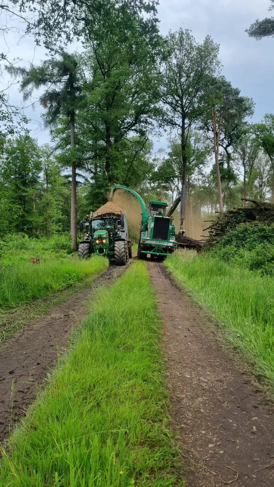 Ein Traktor fällt auf einem Feldweg Bäume.