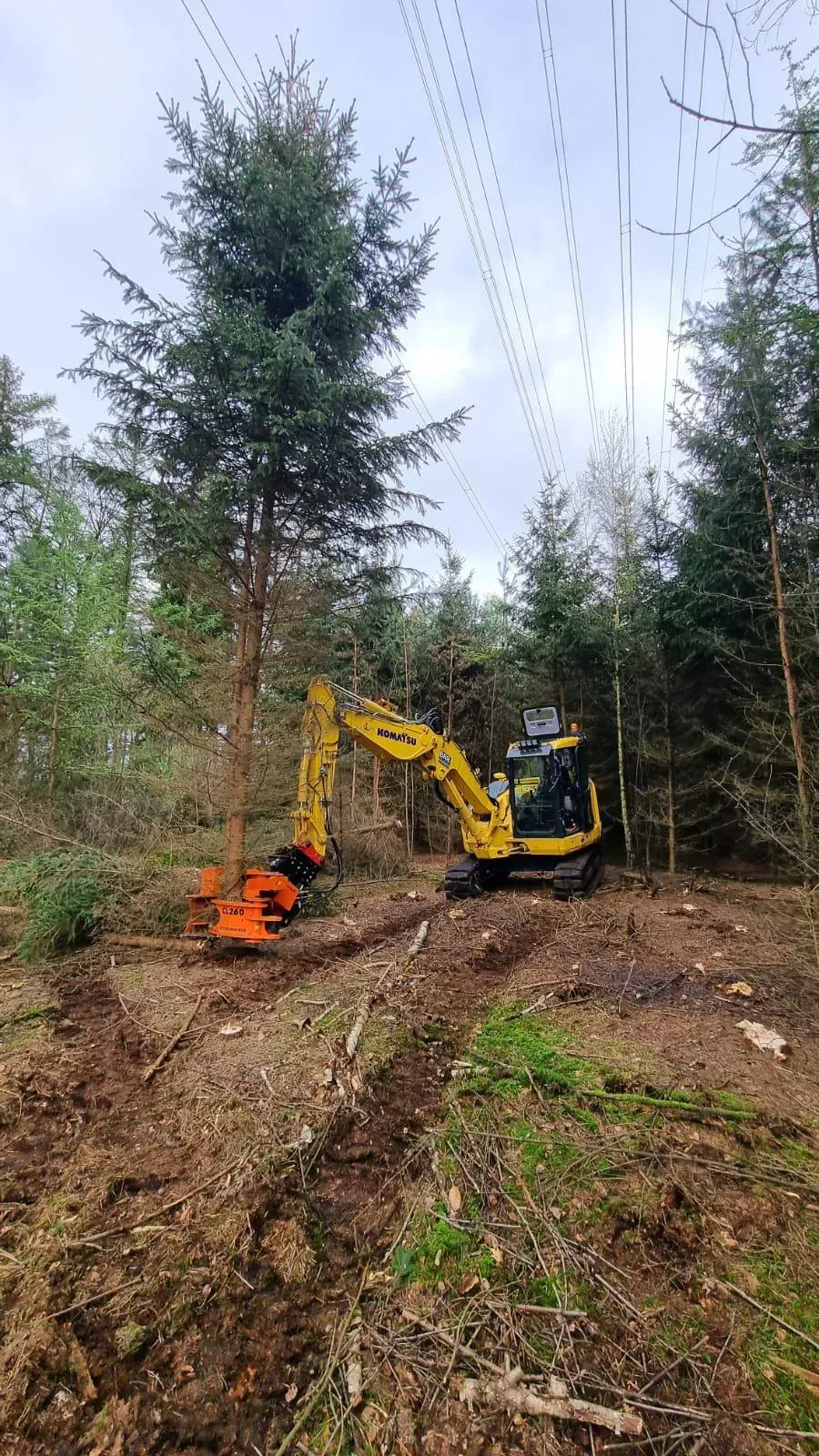 Ein gelber Bagger fällt Bäume in einem Wald.