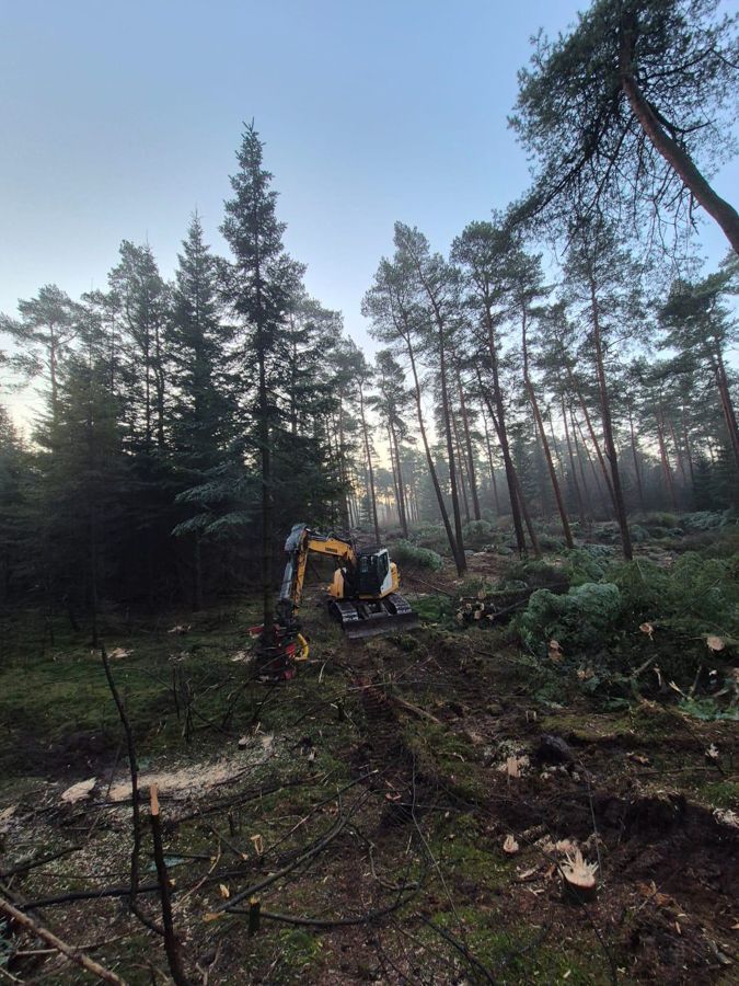 Ein gelber Bagger fällt Bäume in einem Wald.