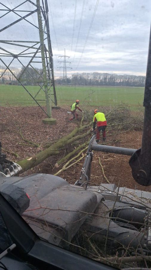 Ein Mann fällt auf einem Feld neben einer Stromleitung einen Baum.