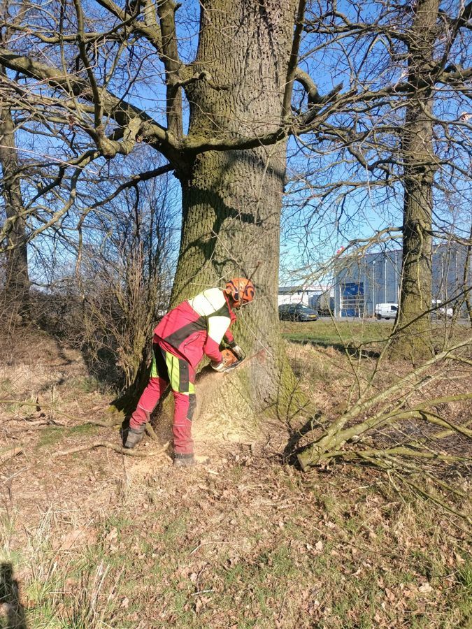 Ein Mann fällt im Wald mit einer Kettensäge einen Baum.