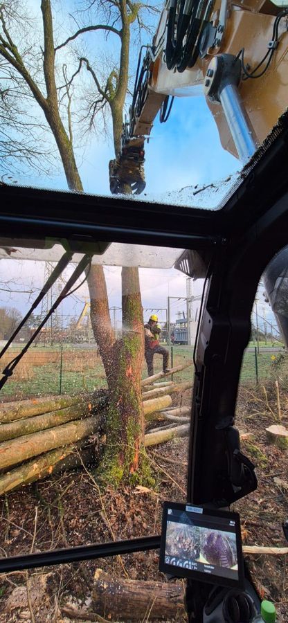 Ein Mann fällt in einem Wald mit einem Kran einen Baum.