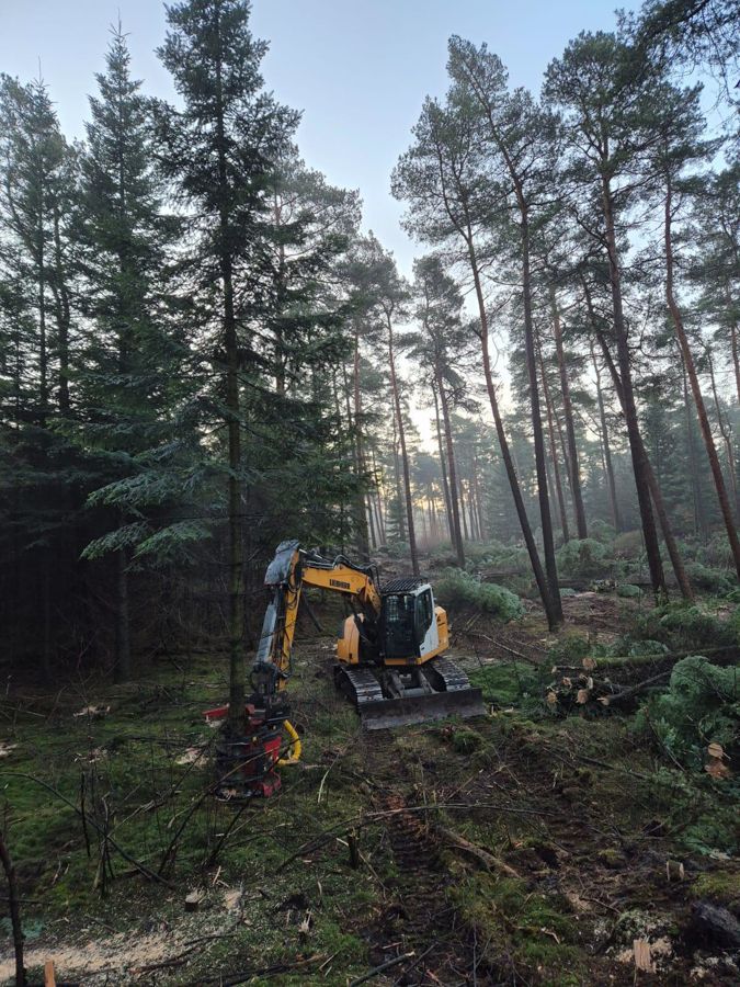 Ein Bulldozer fällt Bäume in einem Wald.