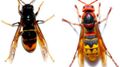 Vers la page d'accueil Logo SOS INSECTES - DORMIGNY LUDOVIC