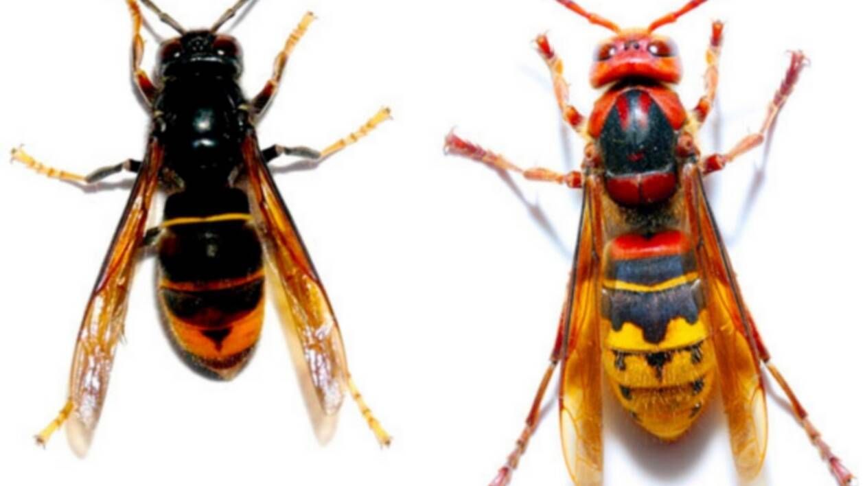 Logo SOS INSECTES - DORMIGNY LUDOVIC
