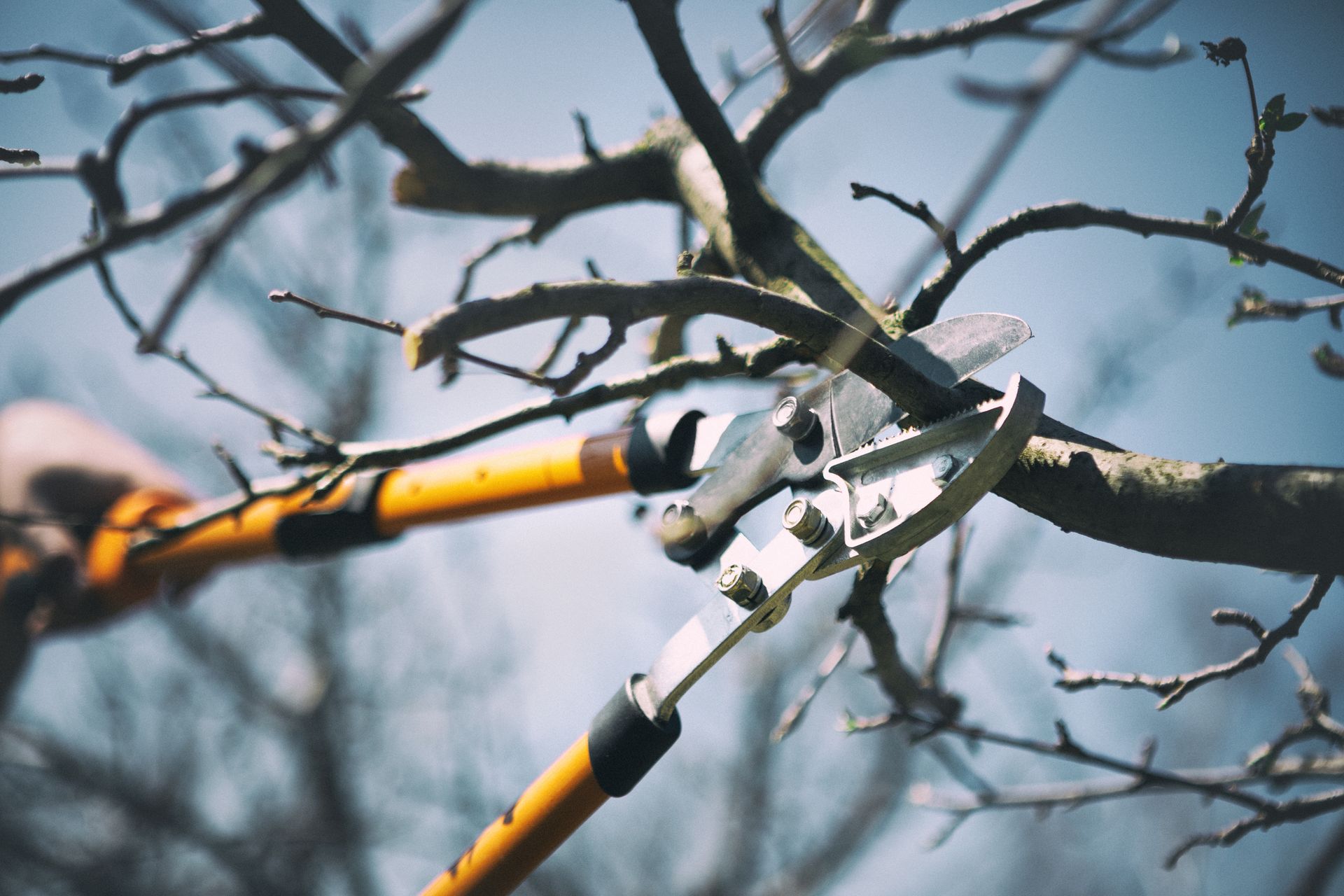 Cisaille à branche