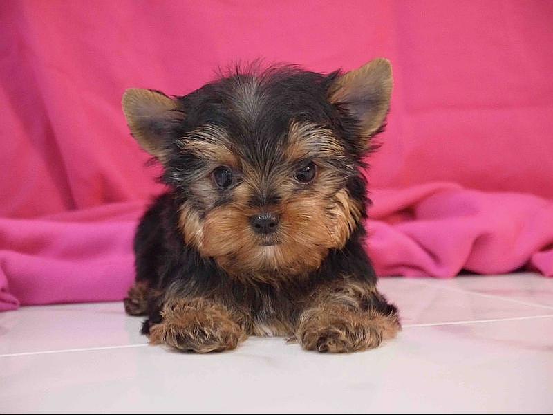 Chiots &agrave; adopter