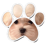 Un large choix de chiots d'élevages français