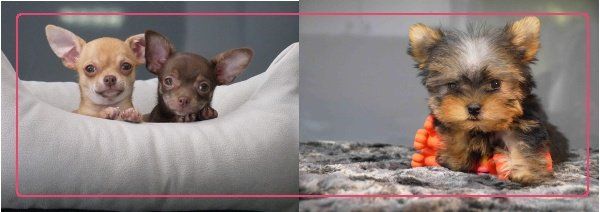 Chihuahuas et Yorshire