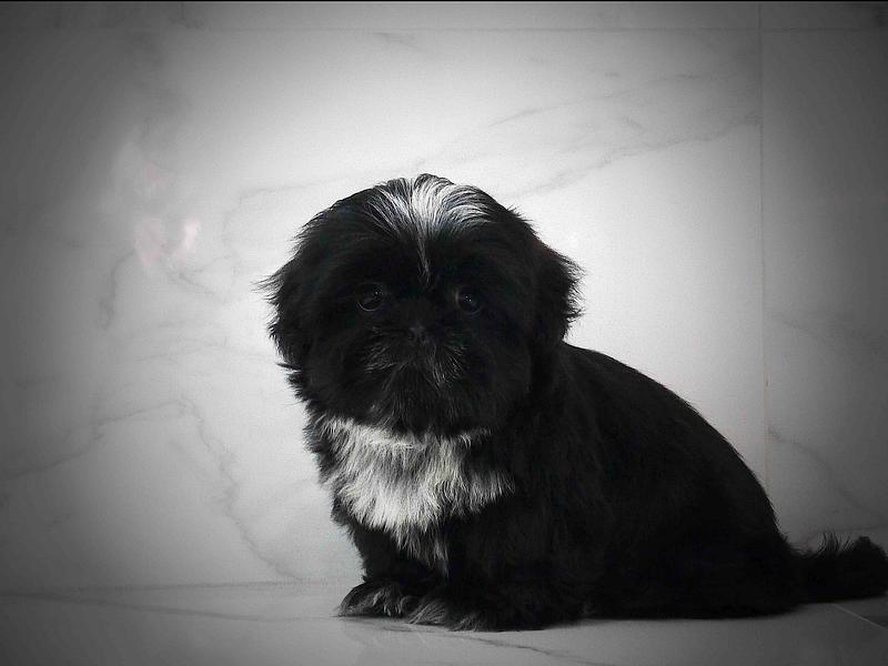 &Eacute;levages Fran&ccedil;ais Certifi&eacute;s