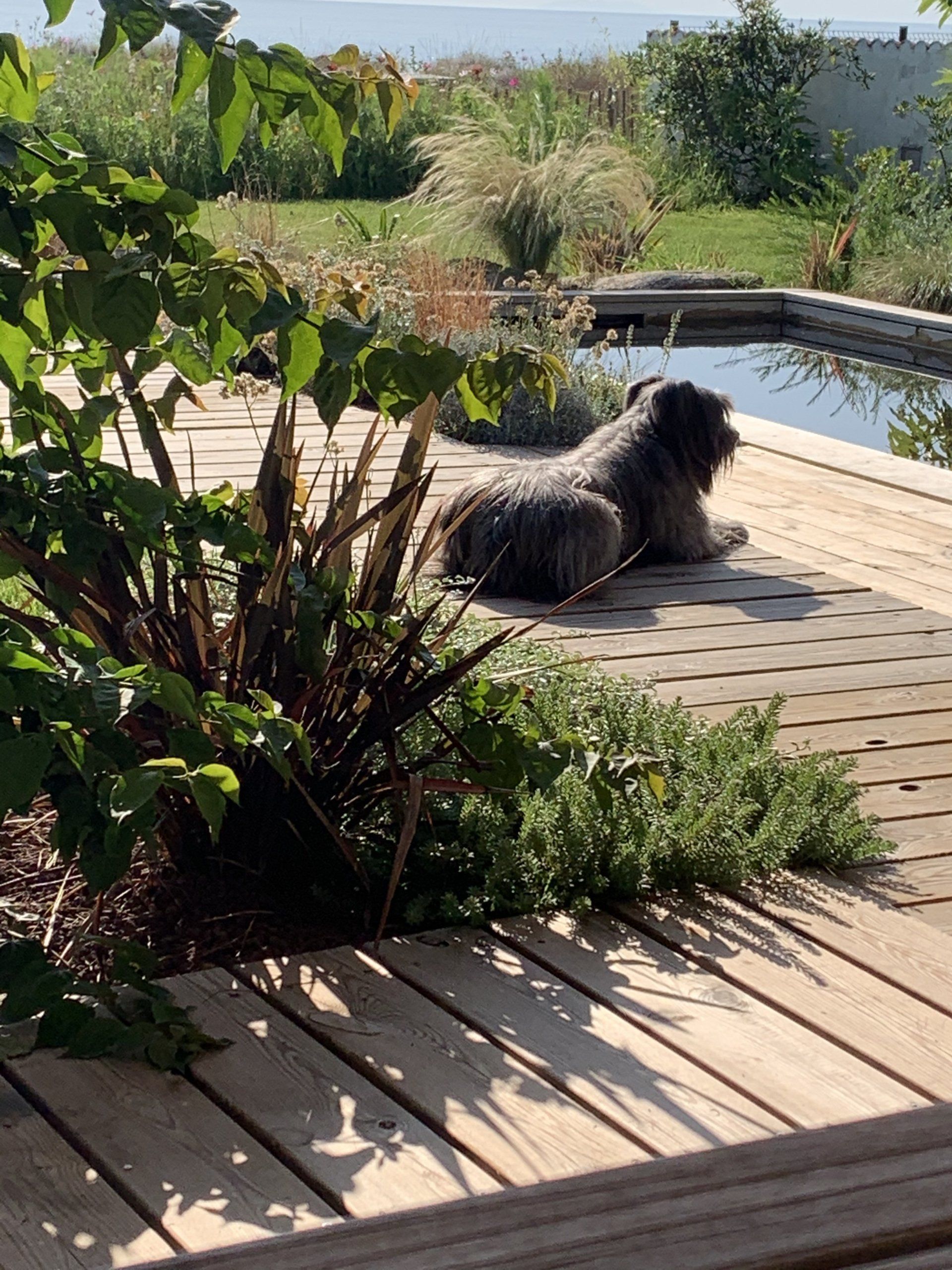 Jardin méditerranéen avec piscine et terrasse