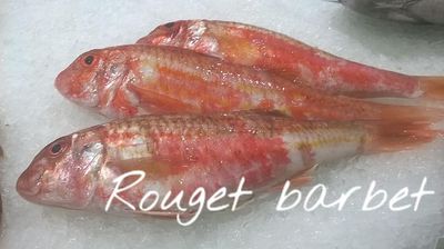 Rouget