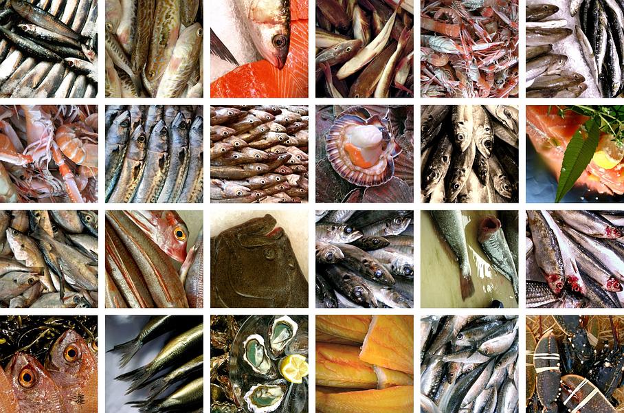 Un large choix de poissons et de coquillages