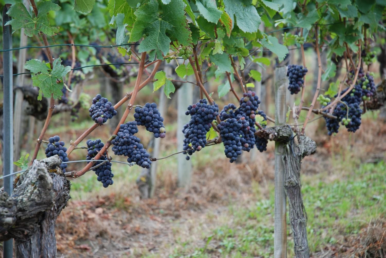 Jodlerklub Flueblüemli Luzern