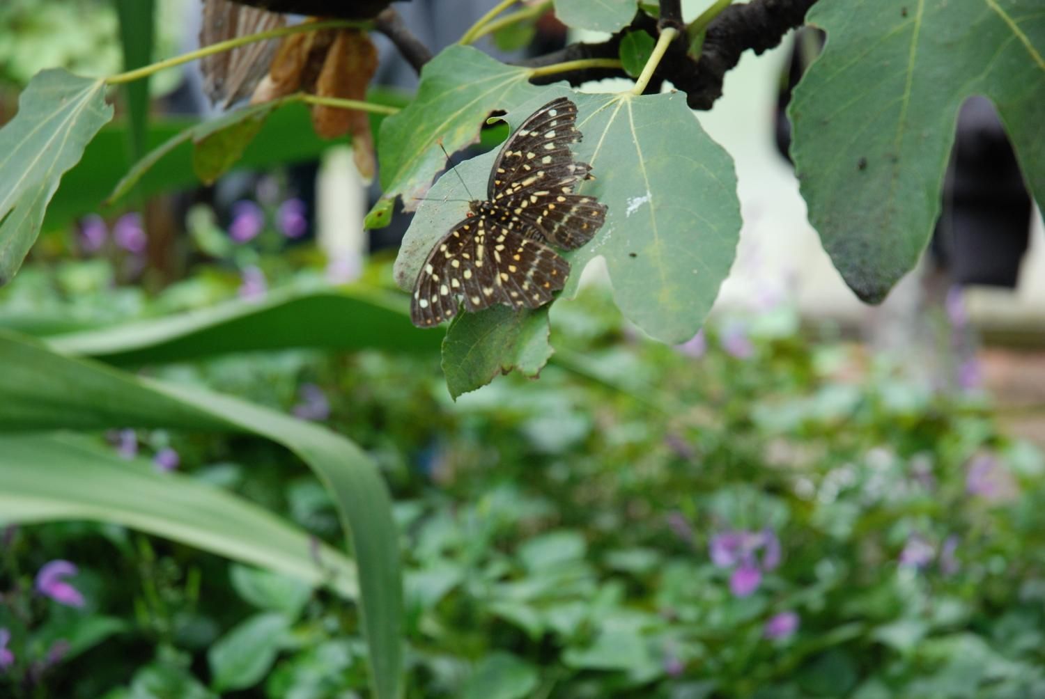 Jodlerklub Flueblüemli Luzern