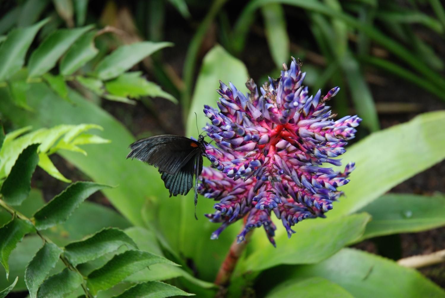Jodlerklub Flueblüemli Luzern