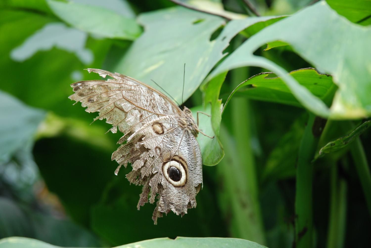 Jodlerklub Flueblüemli Luzern