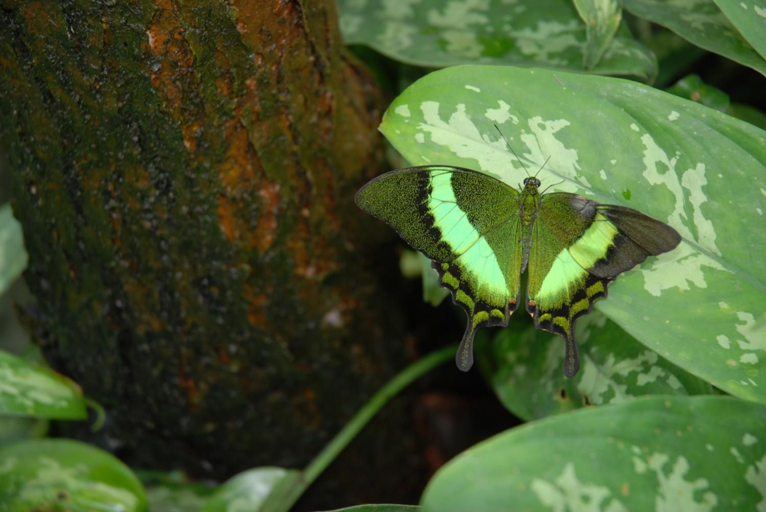Jodlerklub Flueblüemli Luzern