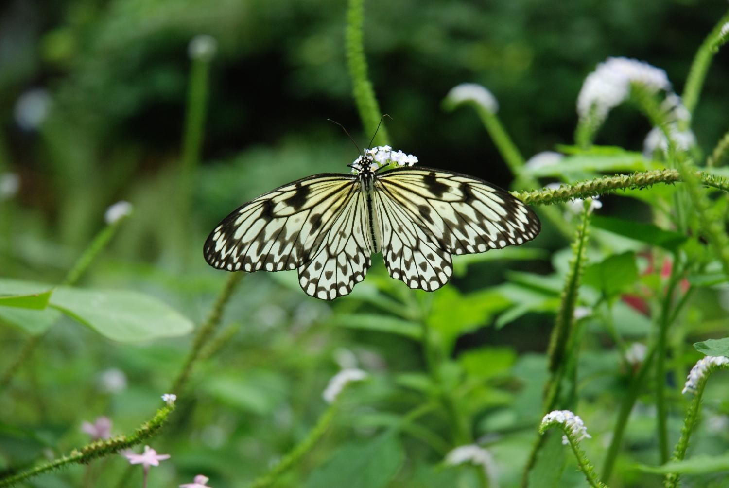 Jodlerklub Flueblüemli Luzern
