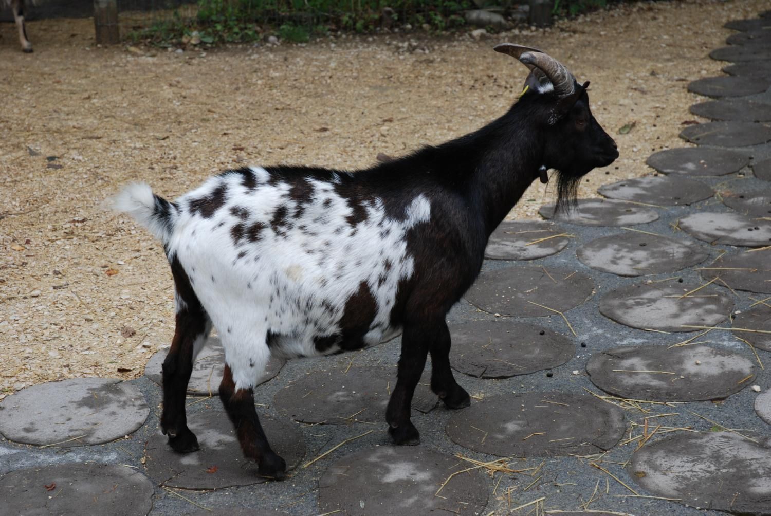 Jodlerklub Flueblüemli Luzern