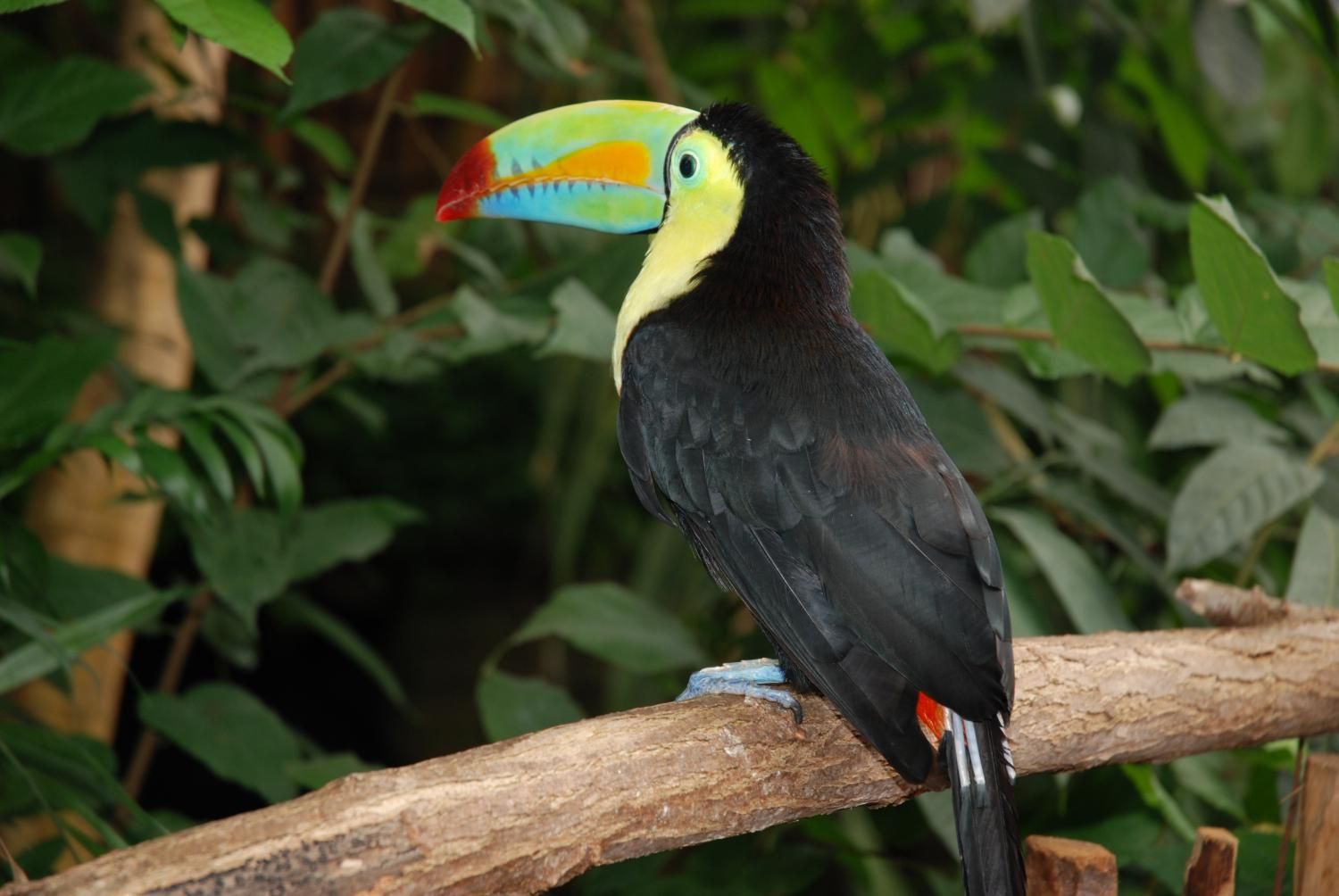 Jodlerklub Flueblüemli Luzern