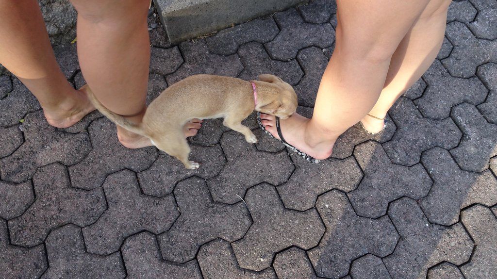Jodlerklub Flueblüemli Luzern