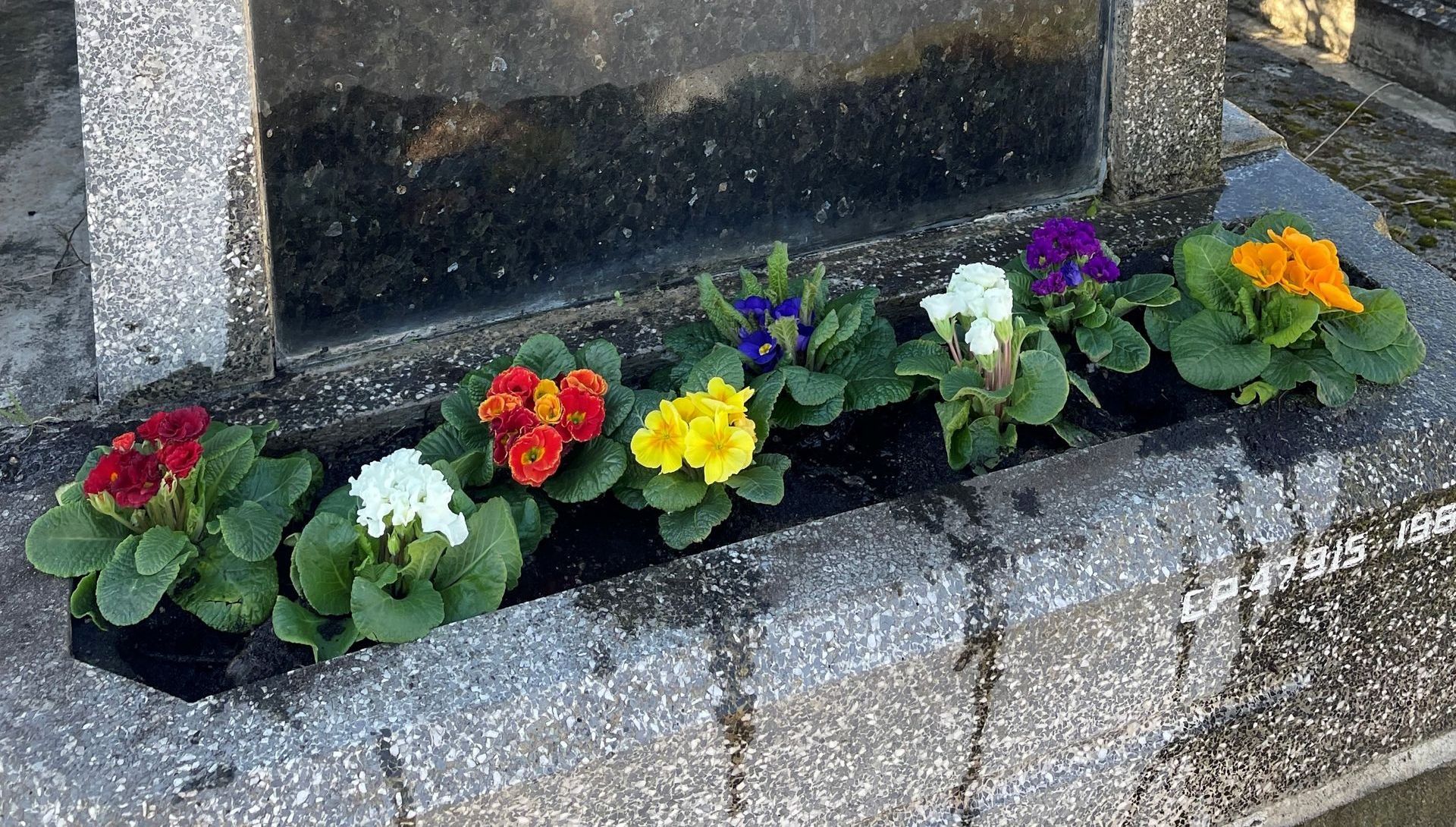Fleurs posées sur une tombe