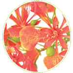 Badge Médicale de Bourbon