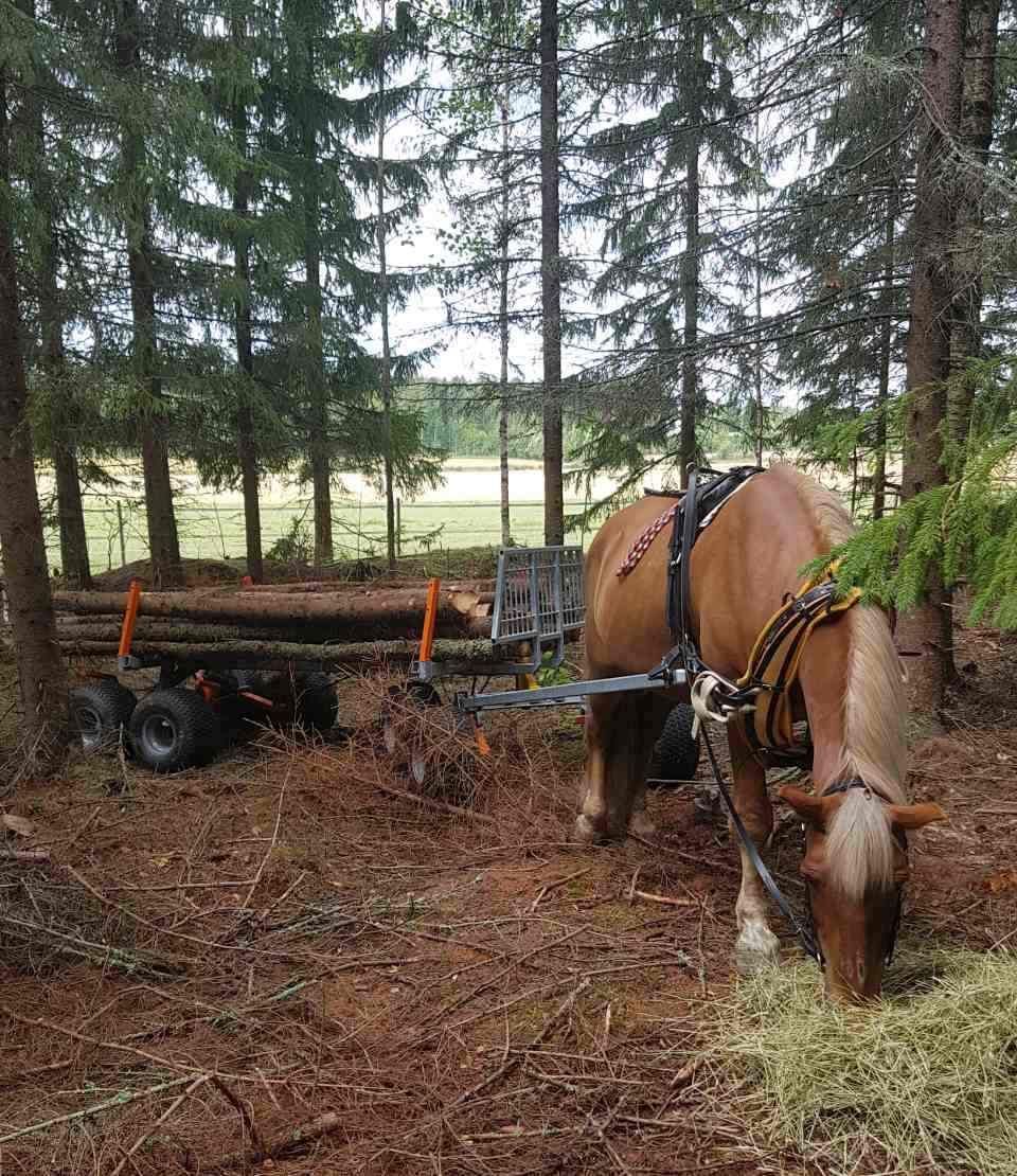 Tmi Mikko Rämö