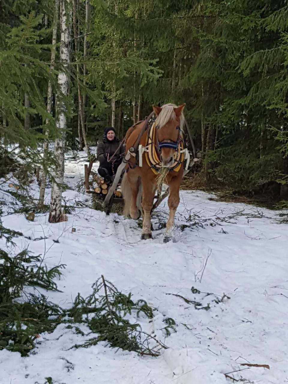 Tmi Mikko Rämö